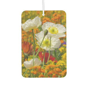 Weißmohn, die um die farbenfrohen Blume wachsen Autolufterfrischer