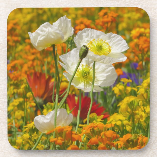 Weißmohn, die um die farbenfrohen Blume wachsen Getränkeuntersetzer (Vorderseite)