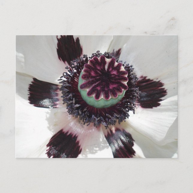 Weißmohn Postkarte (Vorderseite)