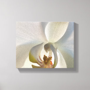 Weißorchid-Blume Blossom Leinwanddruck