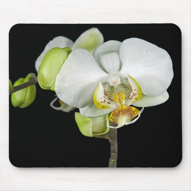 Weißorchid Mousepad (Vorne)