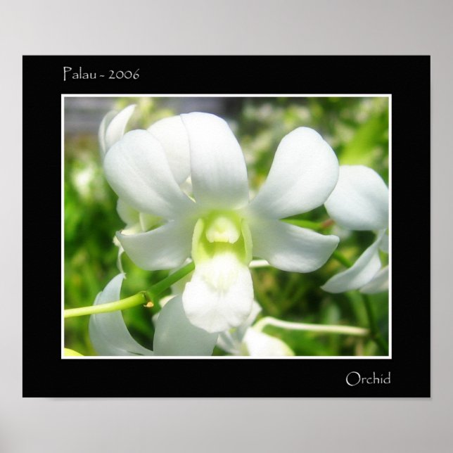 Weißorchid Poster (Vorne)