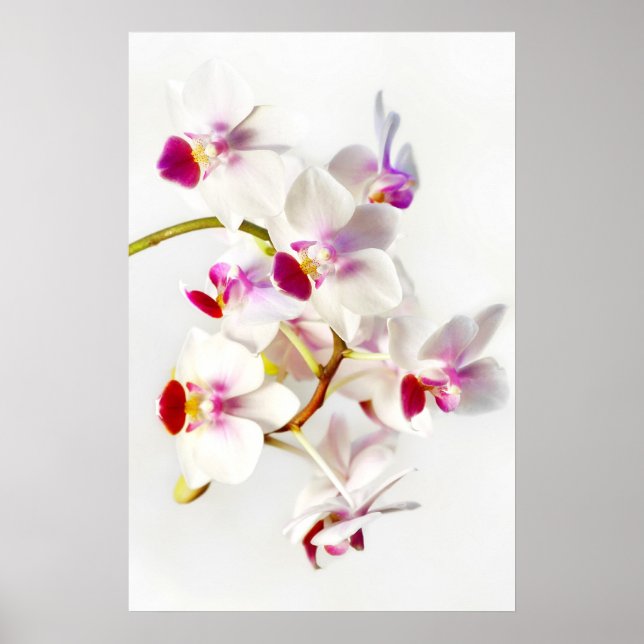 Weißorchid Poster (Vorne)
