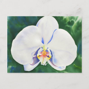 Weißorchid Postkarte