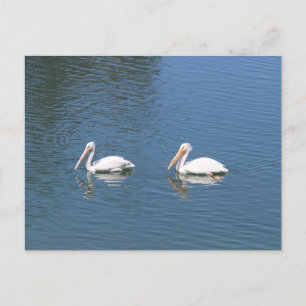 Weißpelikan Postkarte