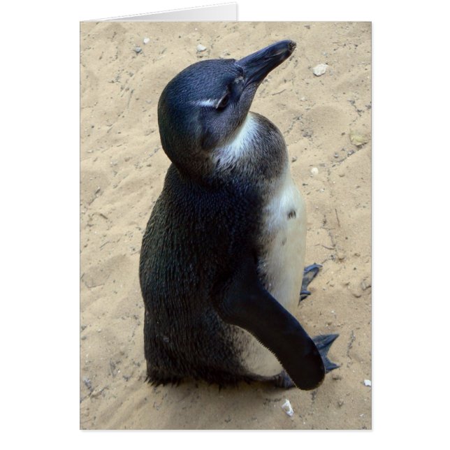 Weißpenquin (Vorne)