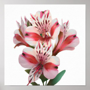 Weißperuanische Lilien Blume Art Print Poster
