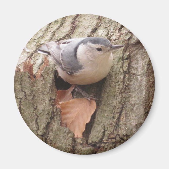 Weißreifer Nuthatch Magnet (Vorne)