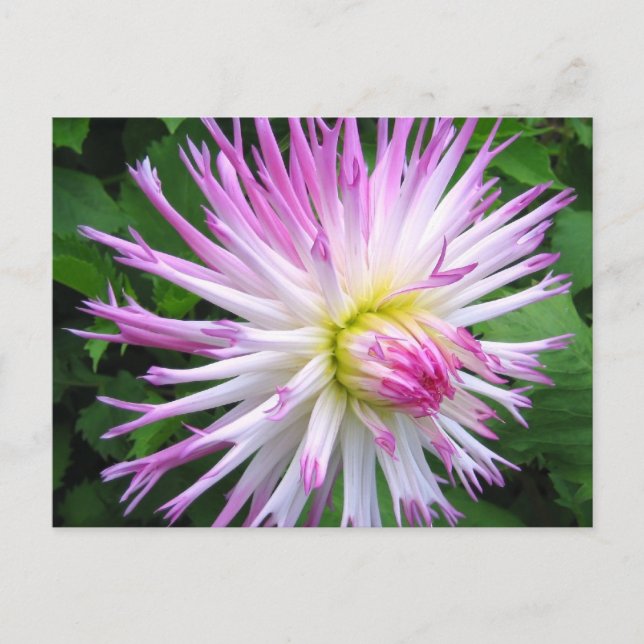Weißrosa Dahlia - Postkarte (Vorderseite)