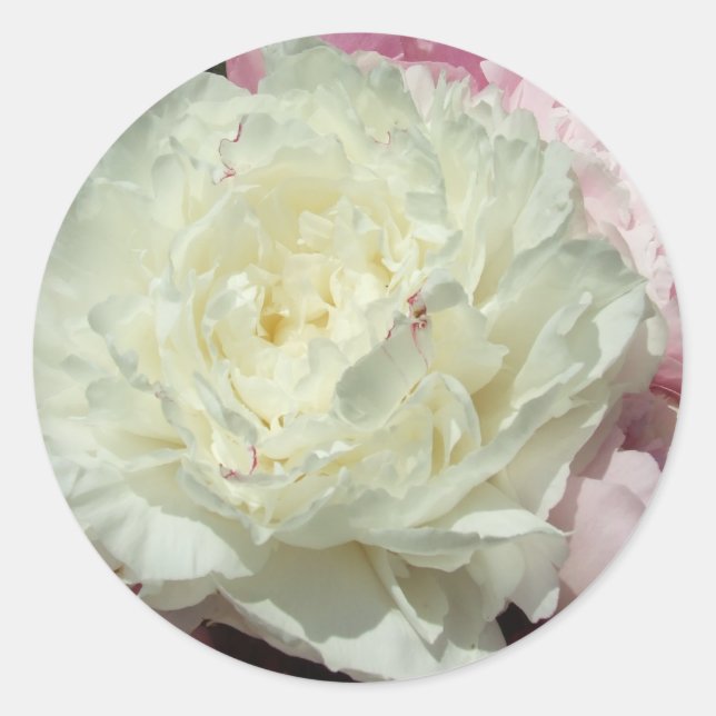 Weißrosa Peonys / Peony Wedding Round Stickers (Vorderseite)