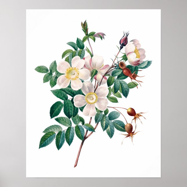 Weißrosa Roses Vintage Poster (Vorne)