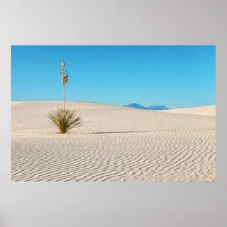Weißsand-Wüstenlandschaft und Yucca-Pflanze Poster
