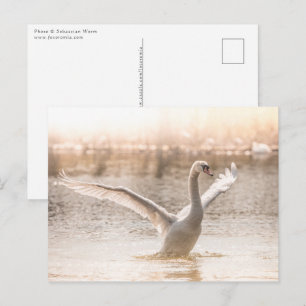 Weißschwan am Foto der Natur Postkarte