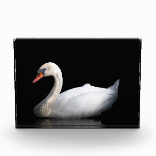 Weißschwan auf schwarz fotoblock