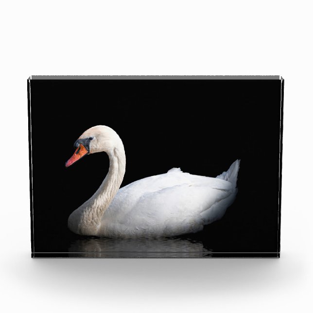 Weißschwan auf schwarz fotoblock (Vorderseite)