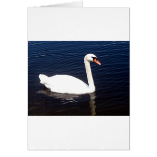 Weißschwan auf stillem Wasser