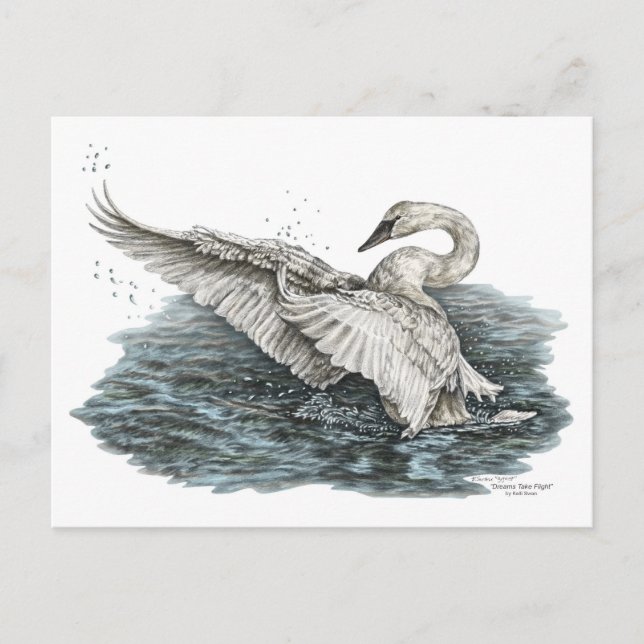 Weißschwan auf Wasser Postkarte (Vorderseite)