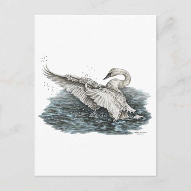 Weißschwan auf Wasser Postkarte (Vorderseite)