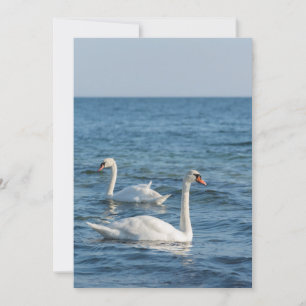 Weißschwan Cygnus Einladung