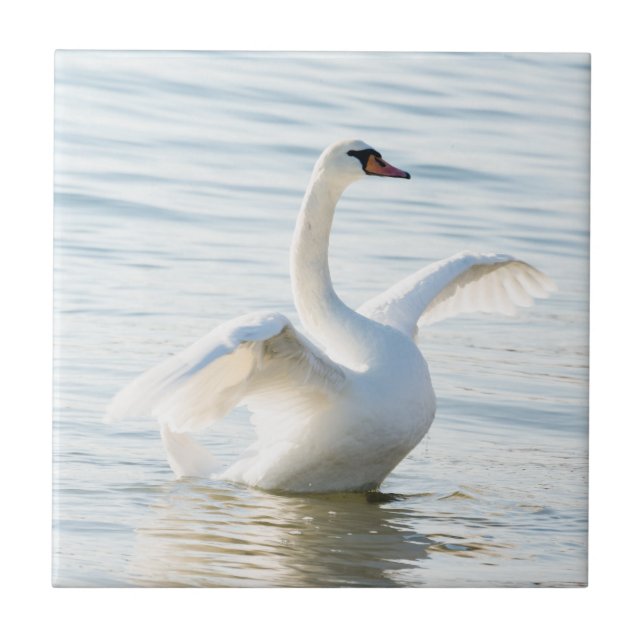 Weißschwan Cygnus Fliese (Vorderseite)