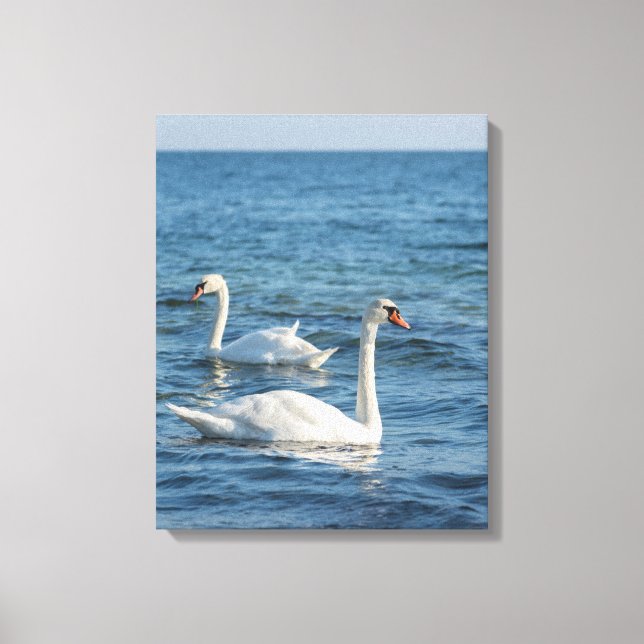 Weißschwan Cygnus Leinwanddruck (Vorderseite)