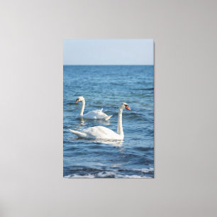 Weißschwan Cygnus Leinwanddruck