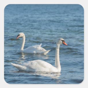 Weißschwan Cygnus Quadratischer Aufkleber