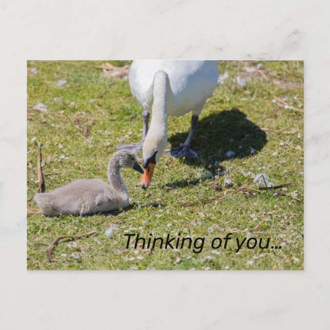 Weißschwan mit Cygnet Postkarte (Vorderseite)