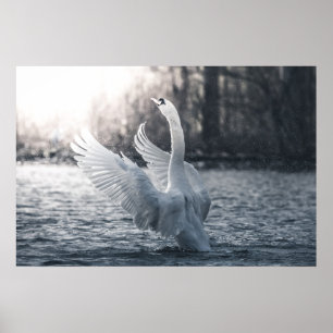 Weißschwan-Naturfotografie Poster