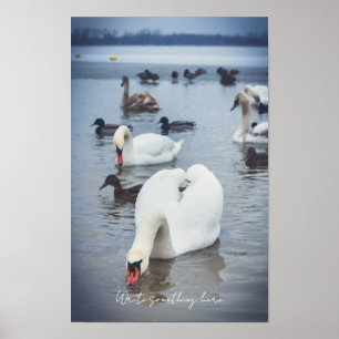 Weißschwan Poster