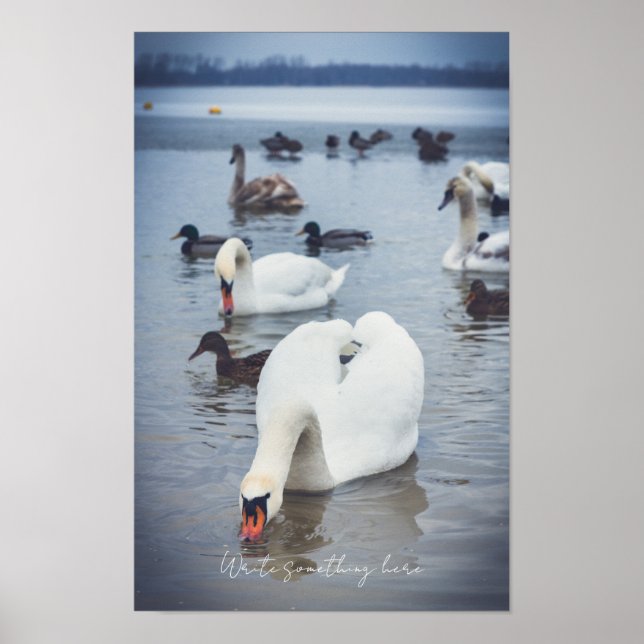 Weißschwan Poster (Vorne)