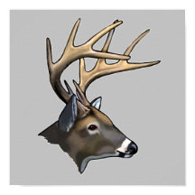 Weißschwanz-Buck Zeichnend