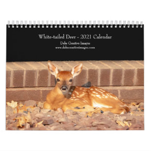 Weißschwanz-Hirsche 2021 Kalender