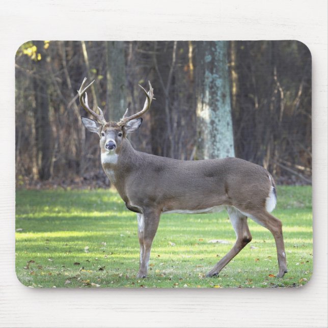 Weißschwanz-Hirschpolster Mousepad (Vorne)