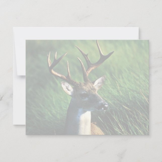 Weißschwanzbuck (Vorderseite)