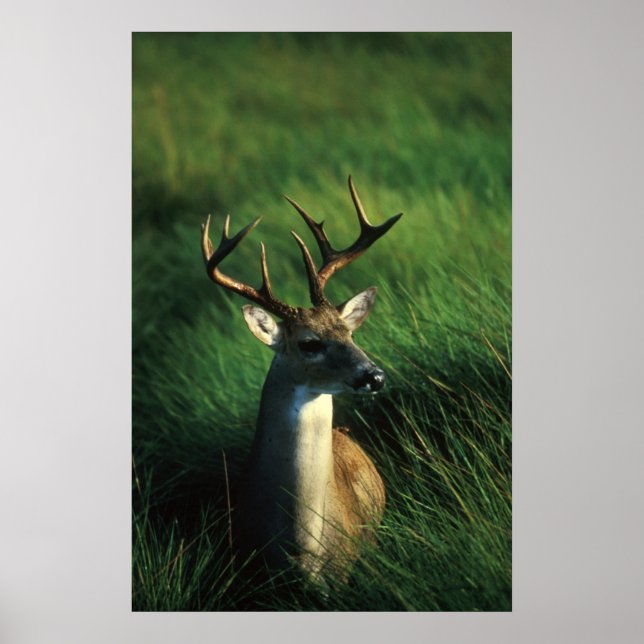 Weißschwanzbuck Poster (Vorne)