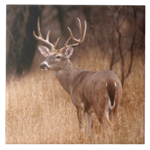 Weißschwanzhirsche   Choke Canyon Staat Park, TX Fliese