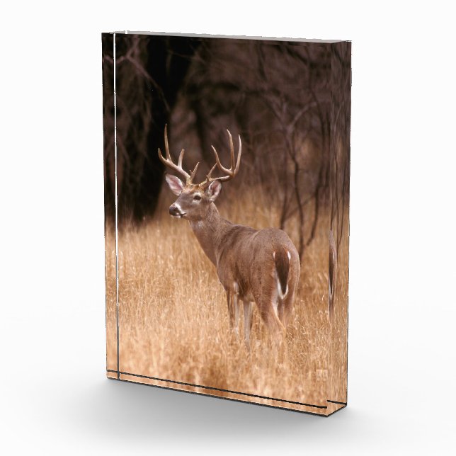 Weißschwanzhirsche | Choke Canyon Staat Park, TX Fotoblock (Rechts)
