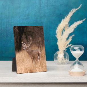 Weißschwanzhirsche   Choke Canyon Staat Park, TX Fotoplatte