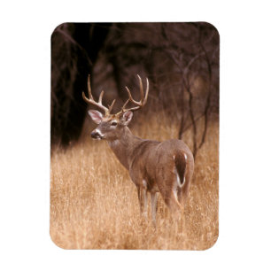 Weißschwanzhirsche Choke Canyon Staat Park, TX Magnet