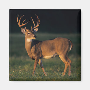 Weißschwanzhirsche   Choke Canyon Staat Park, TX Magnet