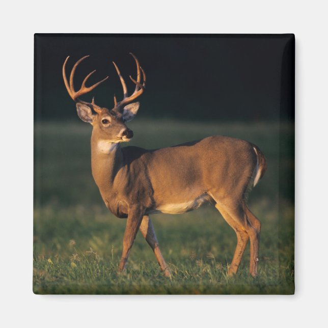 Weißschwanzhirsche | Choke Canyon Staat Park, TX Magnet (Vorne)