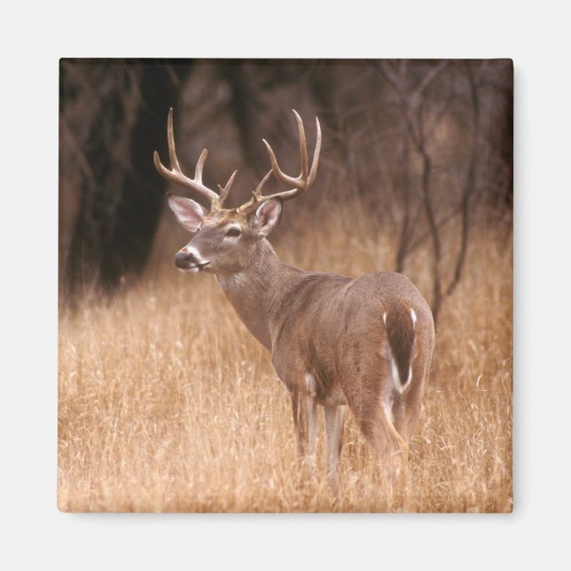 Weißschwanzhirsche | Choke Canyon Staat Park, TX Magnet (Vorne)