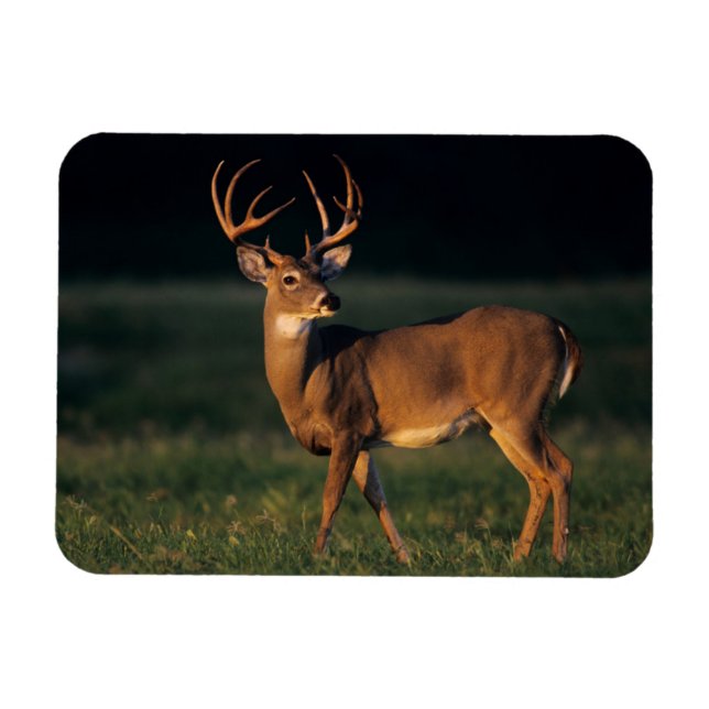 Weißschwanzhirsche | Choke Canyon Staat Park, TX Magnet (Horizontal)