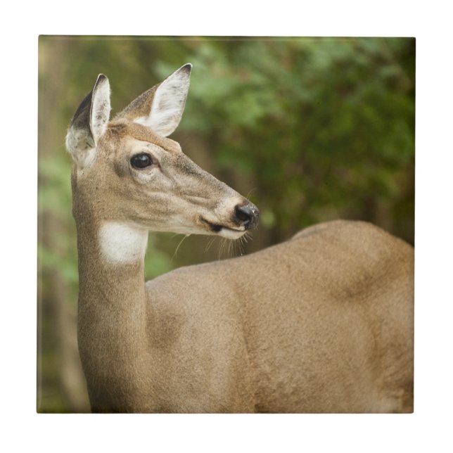 Weißschwanzhirsche Fliese (Vorderseite)