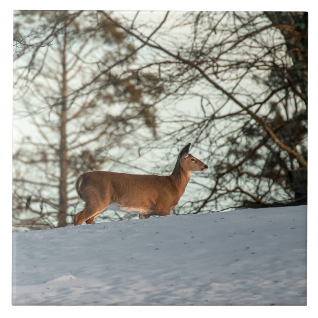 Weißschwanzhirsche Fliese (Vorderseite)