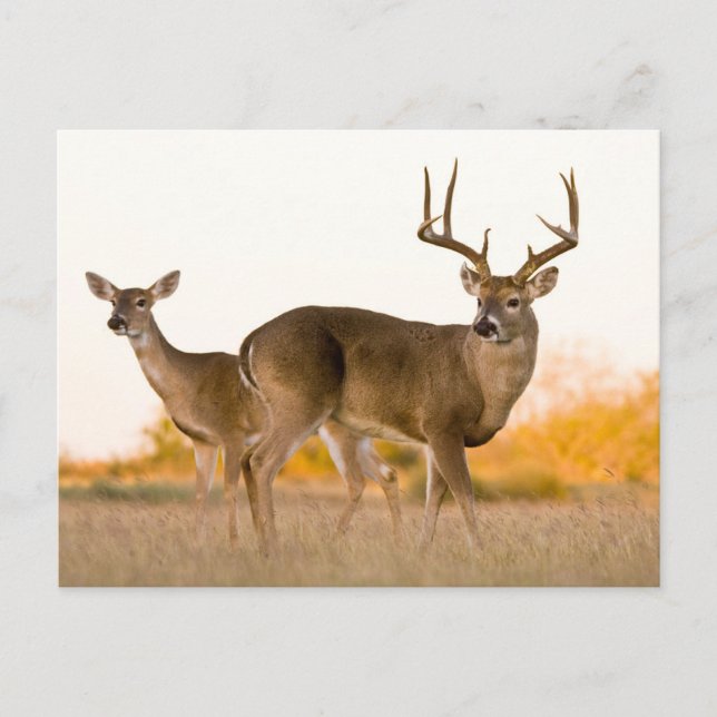 Weißschwanzhirsche | Herbst in Texas Postkarte (Vorderseite)