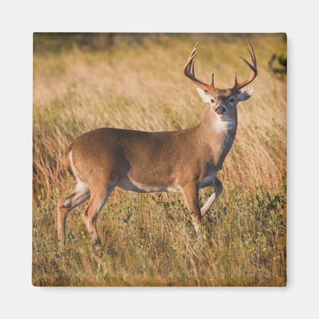 Weißschwanzhirsche | Herbst in TX Magnet (Vorne)