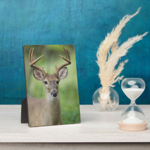 Weißschwanzhirsche Hill Country, Texas Fotoplatte