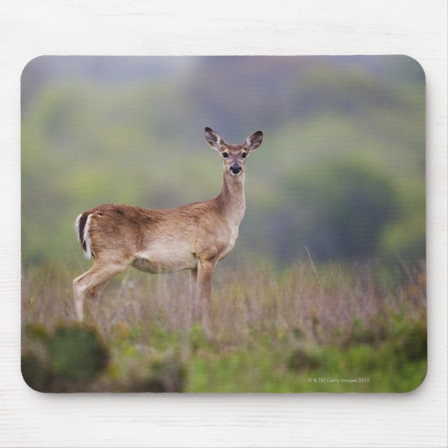 Weißschwanzhirsche Mousepad (Vorne)